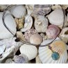OCP4852pdCR Scallop Shell Pendant